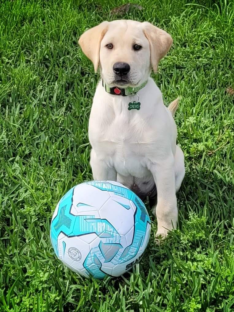 sweet_labrador's tweet photo. Perfect shoot ❤️❤️ https://t.co/RSzySqUcvY