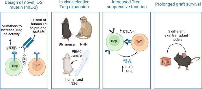 A humanized IL-2 mutein expands Tregs and prolongs transplant survival in preclinical models: buff.ly/4a1M9Rc @LVRiella @MGHKidneys #Immunology #Transplantation