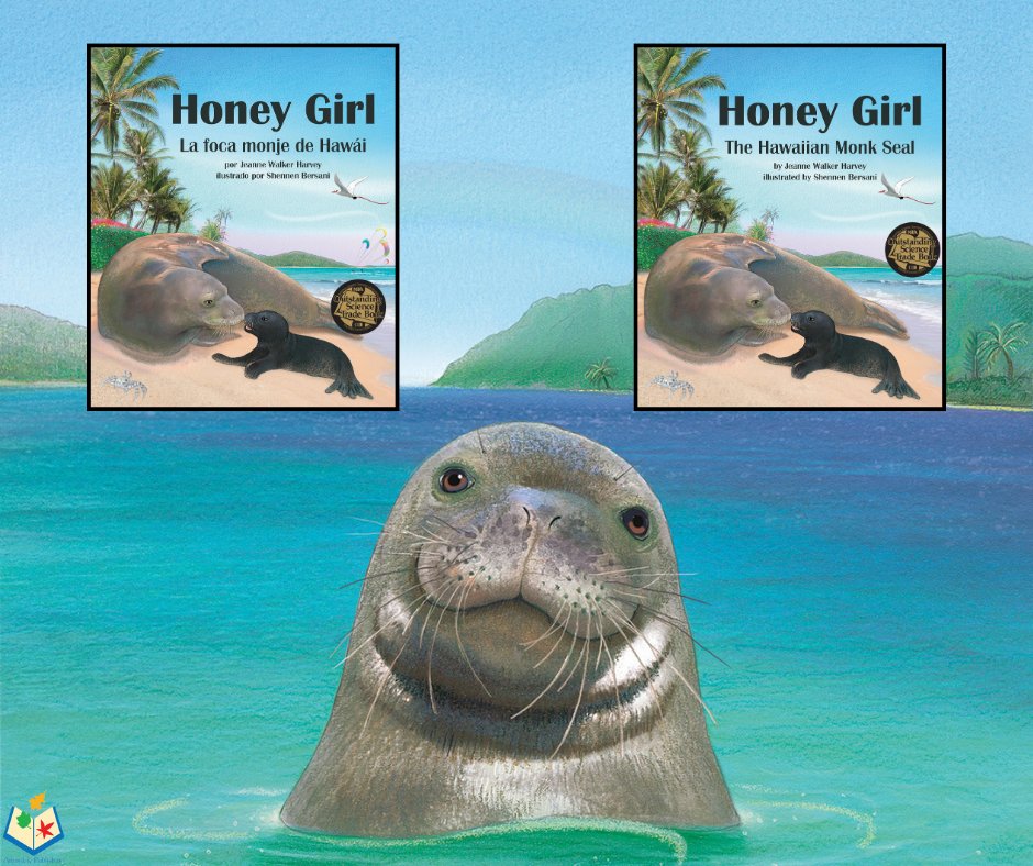 Hawaiian monk seals live in the Pacific Ocean near the Hawaiian Islands. When they aren't hunting for prey, they like to bask in the sun on a sandy beach. No wonder they are the state mammal of Hawai'i! Check out the true story of Honey Girl! #seals bit.ly/3Txu9su