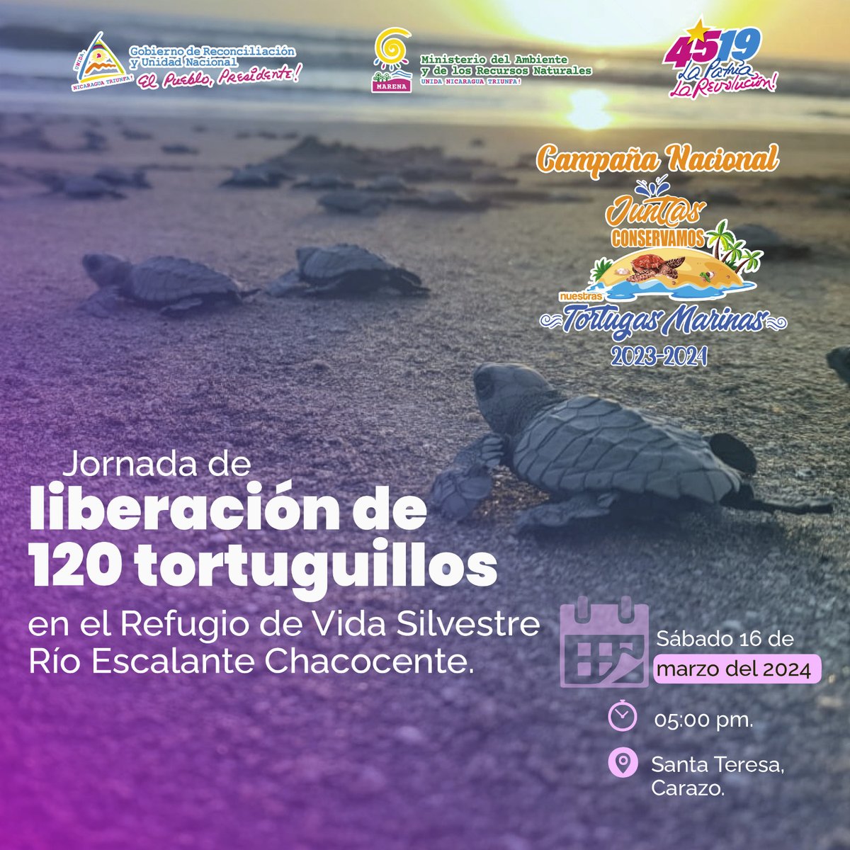 Para los apasionados de la naturaleza, les informamos que este fin de semana tendremos la liberación de 120 tortuguillos de la especie Paslama, en Chacocente. #TortugasMarinas #Nicaragua #MARENA #AmorAlaMadreTierra #Biodiversidad