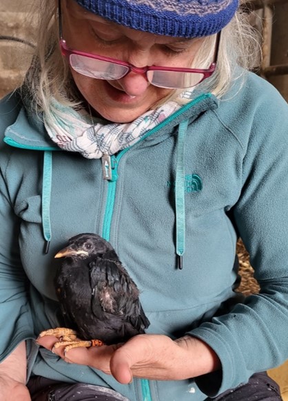 🌿 Exciting news for nature enthusiasts! 🐦 NPWS proudly presents Nestflix – a captivating live stream offering a front-row seat to the world of Choughs in Cork!