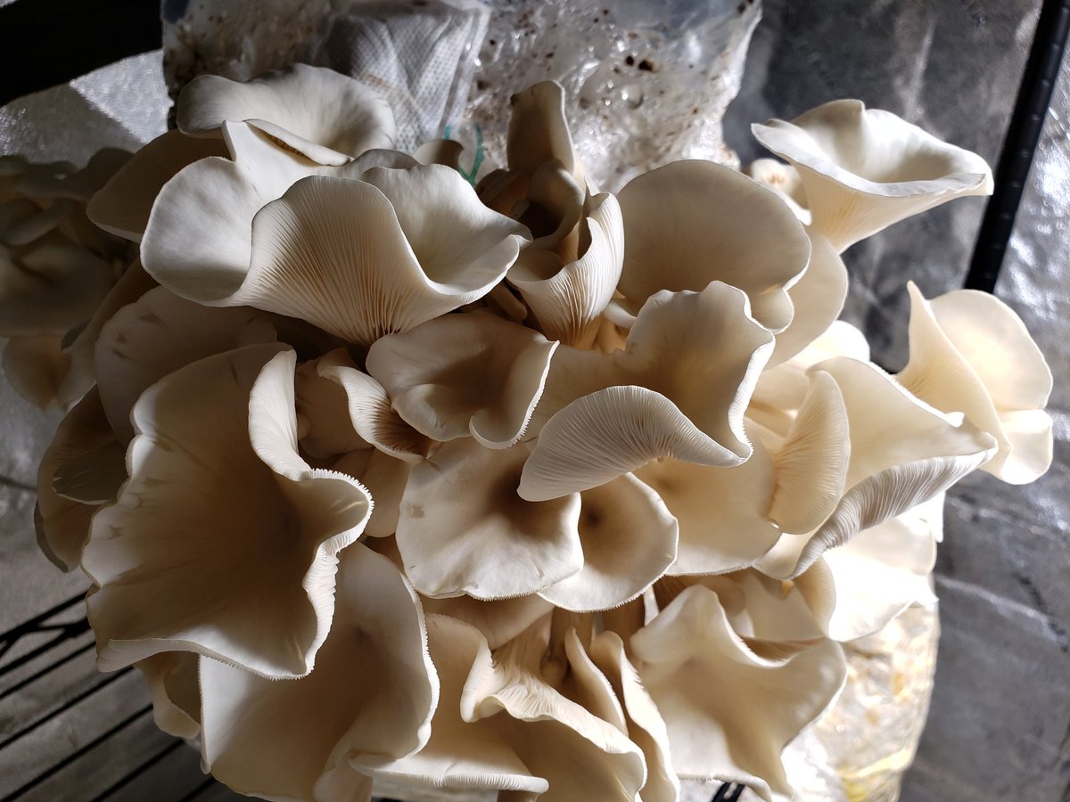 Tillamook Bay oyster mushroom, Pleurotus pulmonarius (F2).

Cultures here:

orgourmetmushrooms.com/collections/ed…

Dried fruits on my Etsy:

orgourmetmushrooms.etsy.com/listing/164294…

#pnw #pacificnorthwest #oregon #oregoncoast #tillamook #tillamookcoast #tillamookbay #gardening #vegan #organic #mushroomfarming