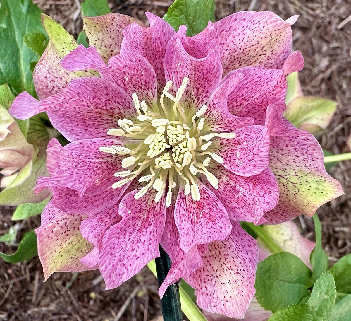 A perfect name for a perfect bloom 💕Hellebore ‘Double Pink’ 🌸#Flowers #Gardening #Helleboreheaven