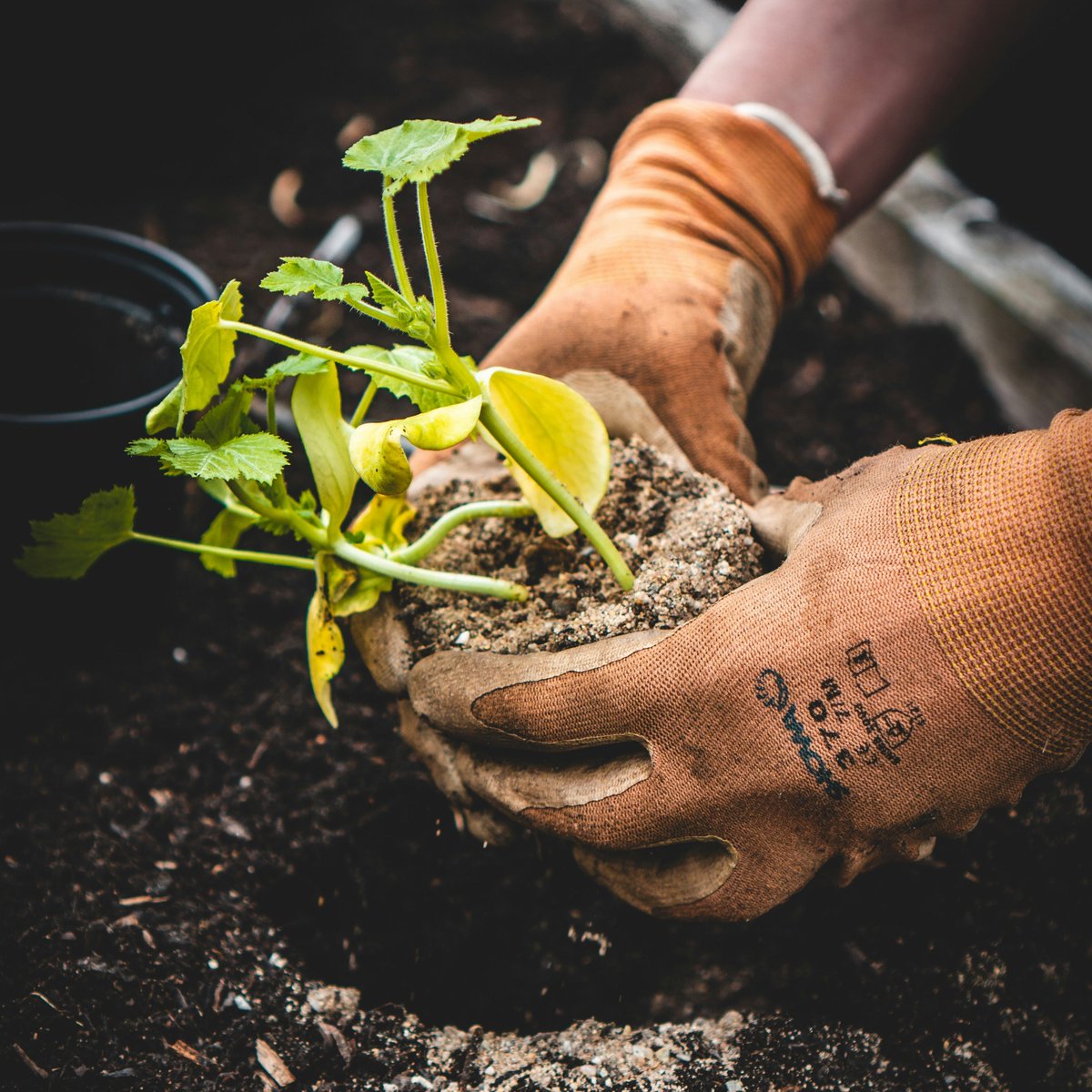 Brave the weather and get into the garden! Come and join us to discover the art of gardening and take away something to grow at home. 🌿 Where: Ealing Road Library 🌷 When: Tuesday 19 March, 11am - 12:30pm 🌱Book your free place tinyurl.com/5bjud9zp