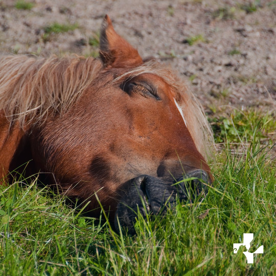petassure's tweet image. Daylight savings has us feeling like: 😴💤

In all honesty, we love the extra daylight, but we will NEVER get used to adjusting twice a year! How are you feeling so far?!

#Daylightsavings #SpringFoward #PetAssure #VeterinaryDiscountPlan #mintwellnessplan #petwellnessplans