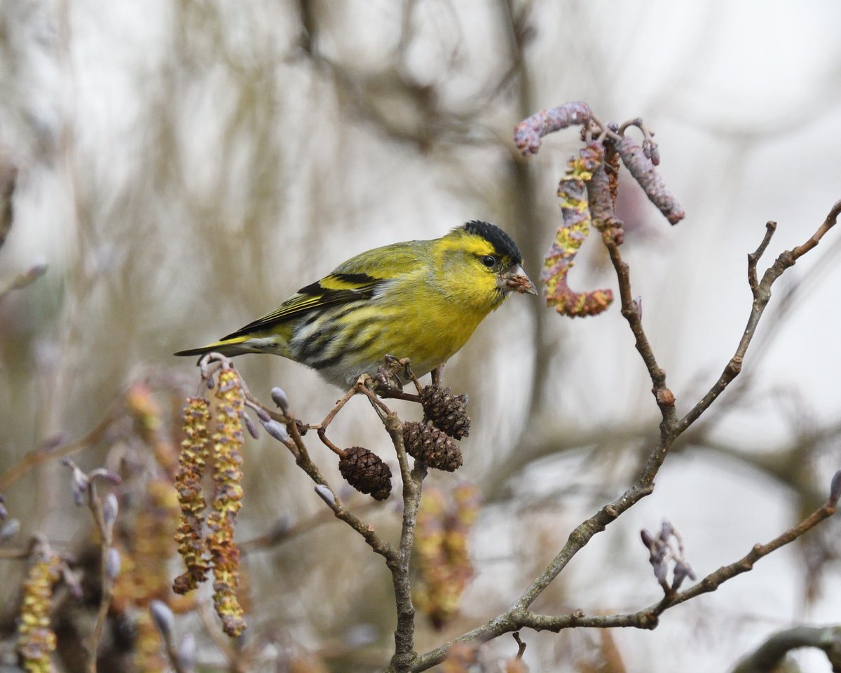 JoKingDevon's tweet photo. Nice to see plenty of #Siskins still feeding in the Alders along #ShuttertonBrook #Dawlish yesterday, always brightens my day to see these birds https://t.co/ioj1S0v6MT