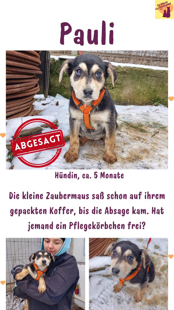 Herz_Streuner's tweet photo. 🆘 Pauli hätte diese Woche ausreisen können, doch heute kam die Absage. Alle Geschwister reisen aus &amp; Pauli bliebe alleine im Zwinger übrig 😭 

https://t.co/HstuPXu2Qc

#sos #help #home #puppy #rescue #rescued #rescueme #adoptme #adoptable #adoption #dogoftheday #family https://t.co/06fVWKaZgV