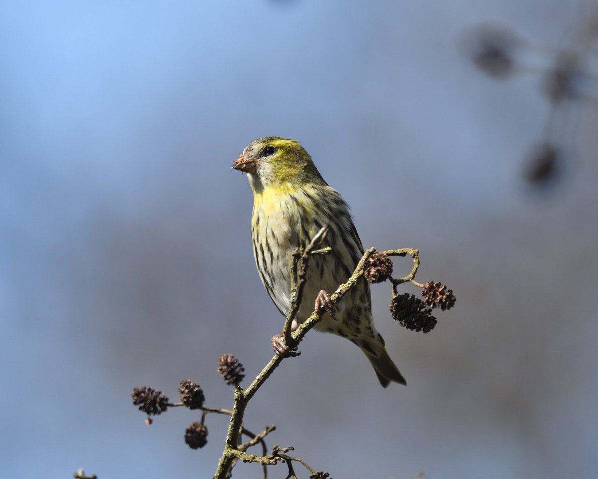 JoKingDevon's tweet photo. Nice to see plenty of #Siskins still feeding in the Alders along #ShuttertonBrook #Dawlish yesterday, always brightens my day to see these birds https://t.co/ioj1S0v6MT