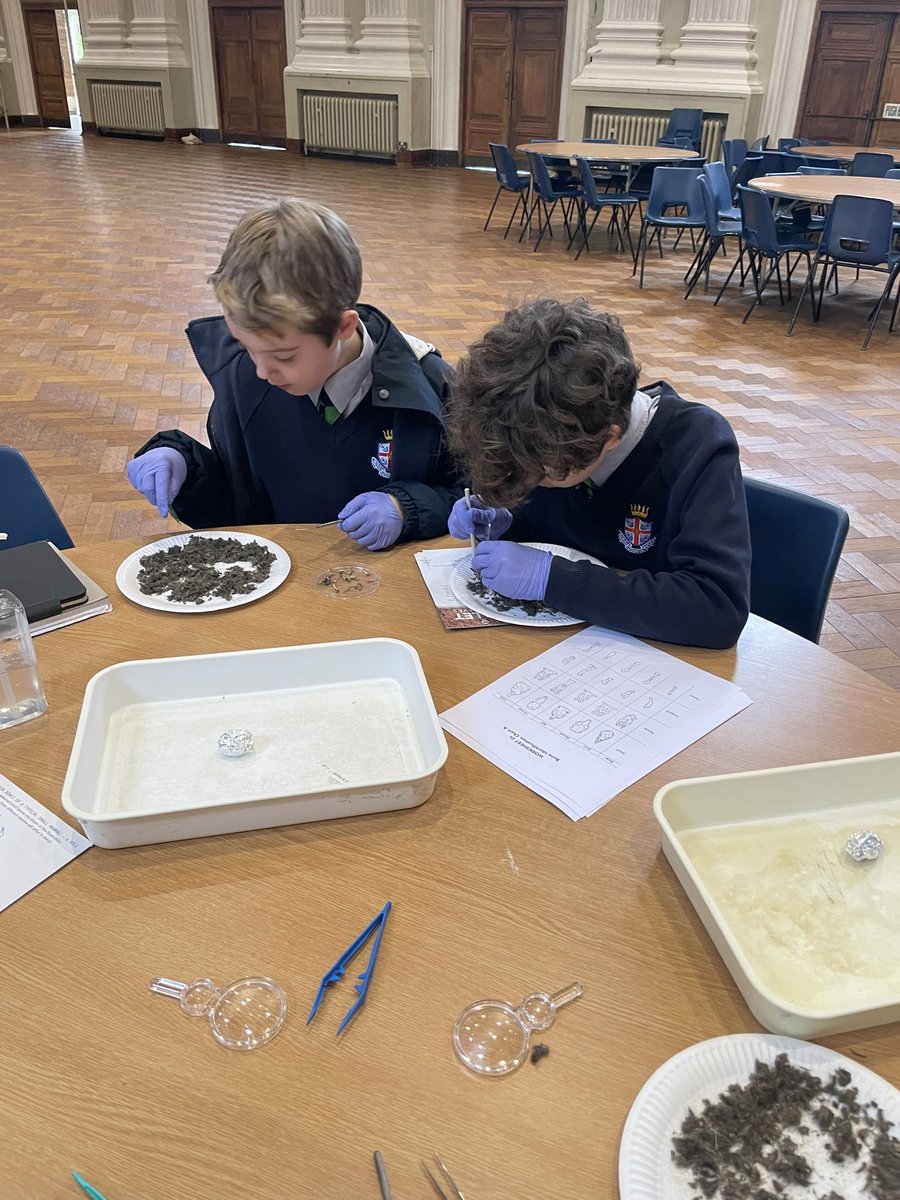 Tuesday of @RHSSuffolk @ScienceWeekUK #BSW24 had students dissecting owl pellets with @suffolkowls where students found lots of fascinating skulls and bones from rodents and the like #RHSStem #partofRHS