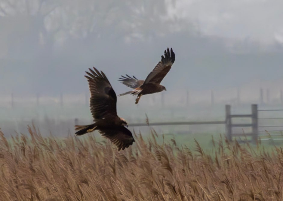 On a gloomy, misty, damp morning it was good to watch Marsh Harriers displaying, nest building and hunting @Lincsbirding @LWTWildNews