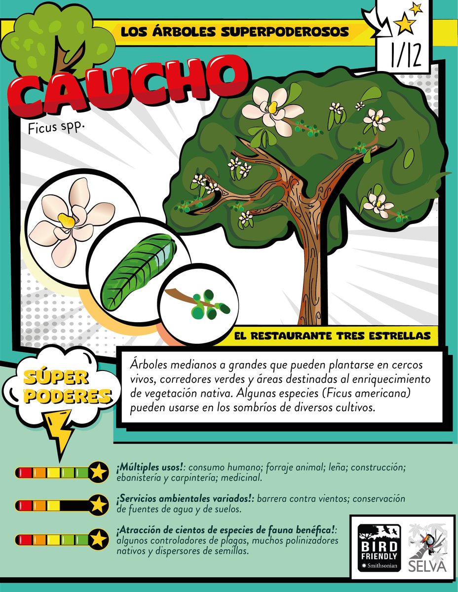 Y con ustedes, ¡Los Árboles Súperpoderosos! Repasaremos 12 especies de árboles frecuentemente encontradas en #PaisajesCafeteros que brindan numerosos servicios a los productos y atraen especies de fauna benéfica. Nuestra primera entrega: El Caucho (Ficus spp.) #DrinkBridfriendly