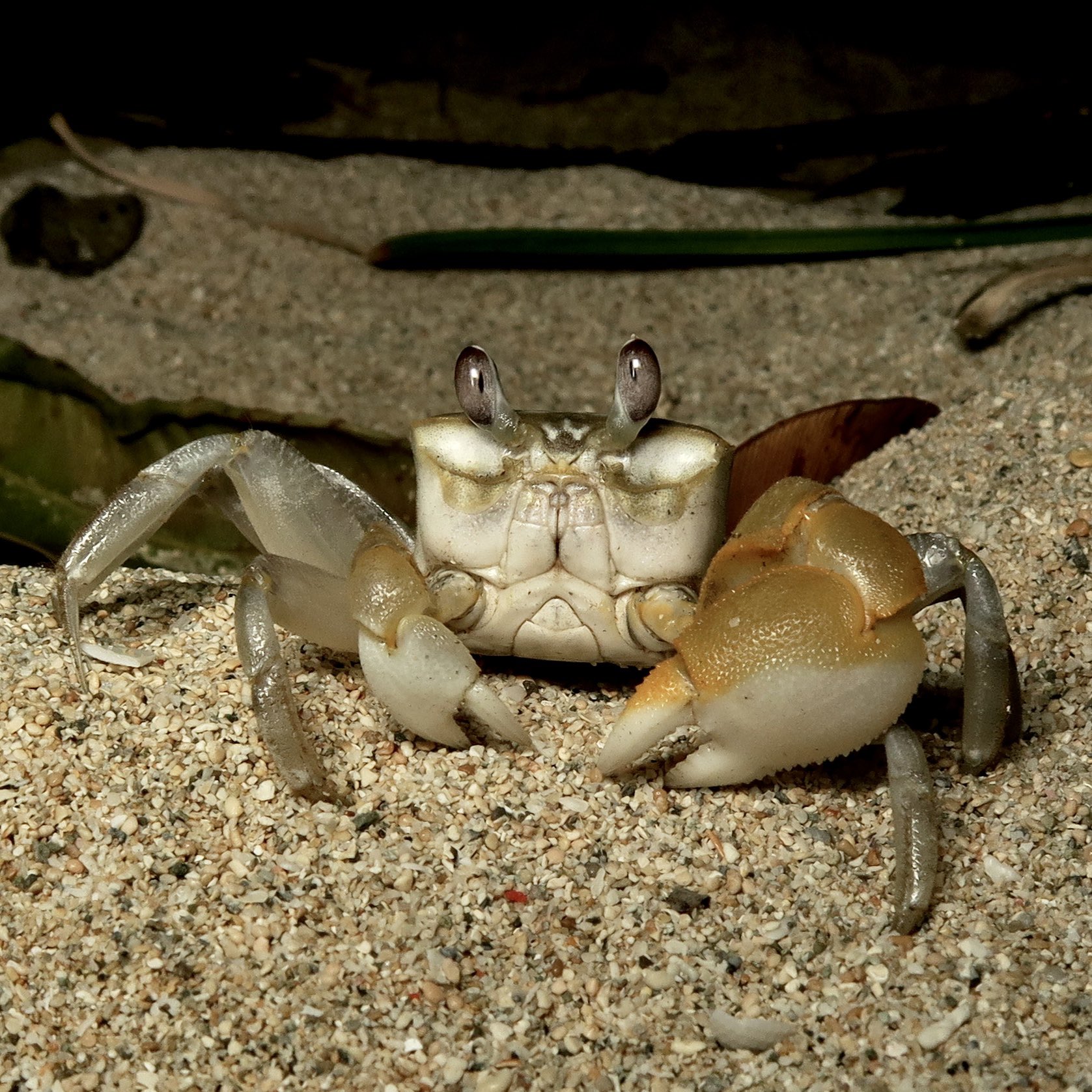 新品　匿名　 spindleshanks crab カニ sddefault.jpg