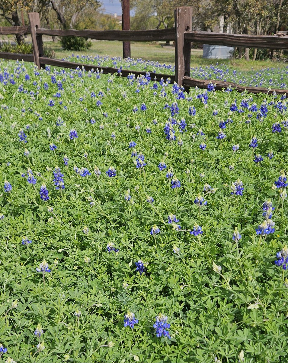 #AustinTexas
#Bluebonnet
#StateFlower