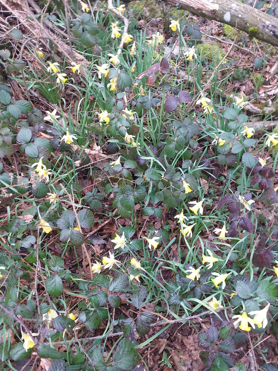 Jour 72 
Merci dame nature ,je vous les offre  avec le ❤️
Plaisir du jour et c'est gratuit 
<a href="/Fragritwittos/">FranceAgritwittos♥️</a> <a href="/Agridemain/">#agridemain</a> 
<a href="/agrimaman71/">Agrimaman71</a> <a href="/AudeVisine/">Marie-Aude VISINE</a> <a href="/AudeVisine/">Marie-Aude VISINE</a> #fratgw #jnov