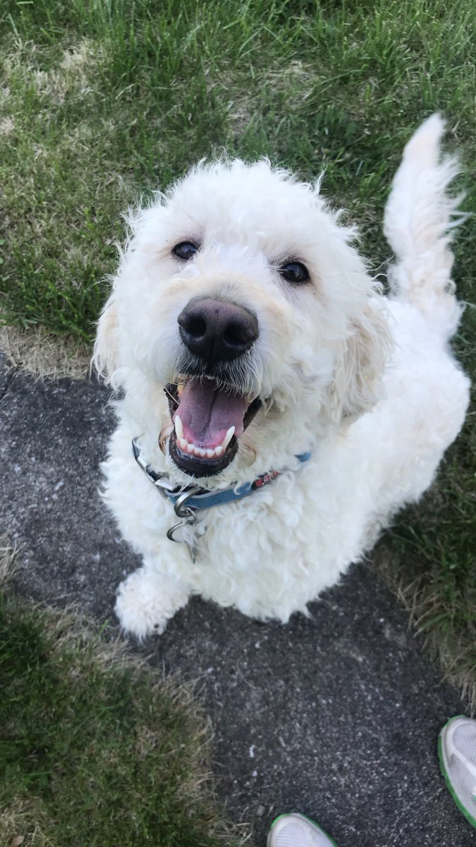 Asked my company about working full remote due to a medical condition with my dog that requires mid day attention. They responded by asking me to come in office more often.

If anyone knows of any remote project management positions, it would be greatly appreciated! Pet tax pic.