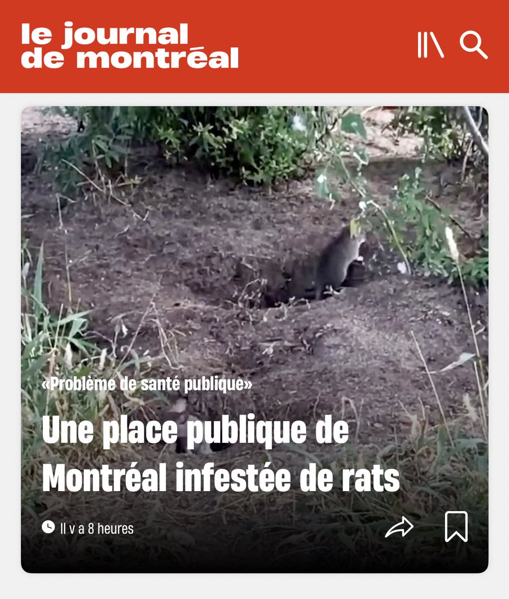 Des rats ont élu domicile depuis plusieurs mois sur une place publique insalubre à Montréal, si bien que même des exterminateurs n’en viennent pas à bout. Dégoûtés, des citoyens qualifient l’infestation de «problème de santé publique». 🐀🐀 👉 journaldemontreal.com/2024/03/12/ils…