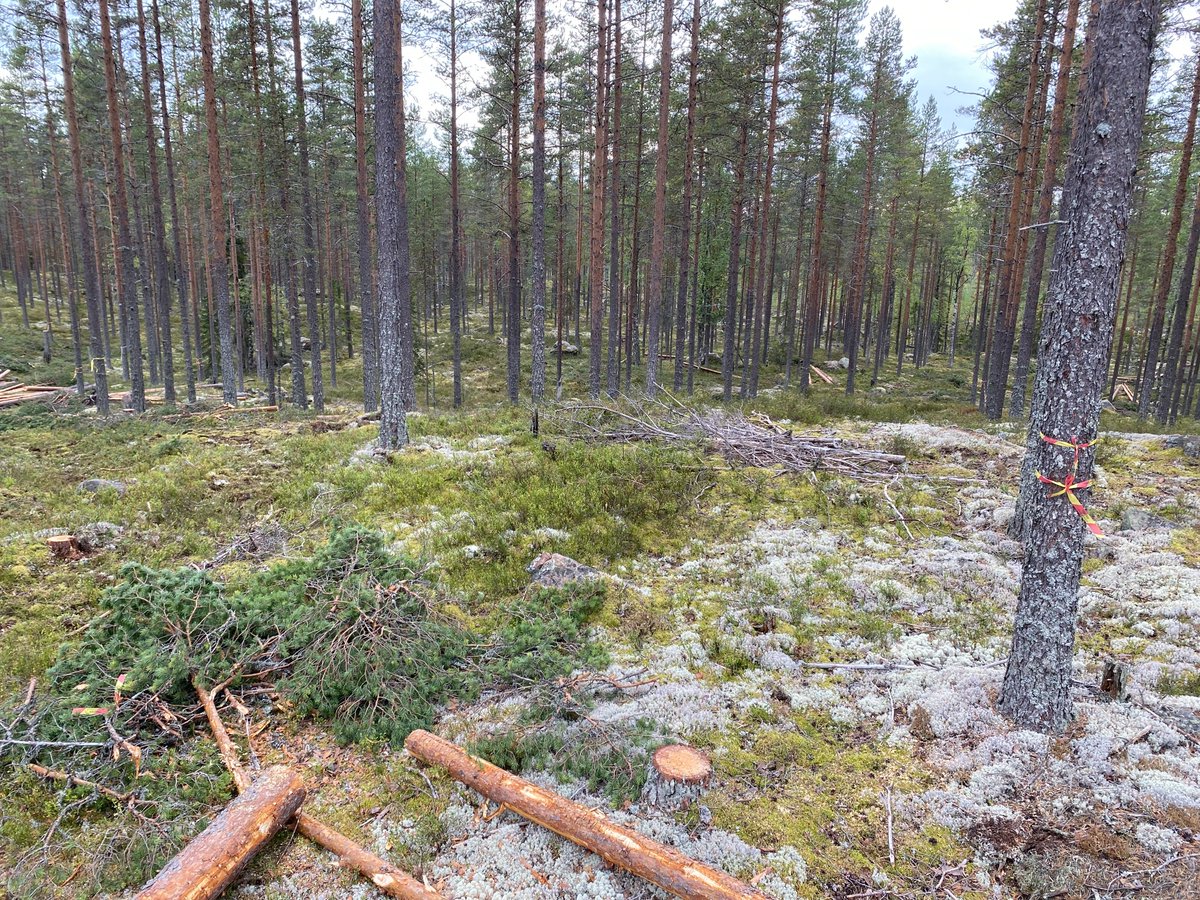 'Hyggesfritt – hur mycket och var?' Webbinarium måndag 22 april 2024 Skogforsk, @_SLU och @Skogsstyrelsen bjuder in till ett webbinarium om hyggesfritt skogsbruk den 22 april. Gå till hemsidan för mer information och anmälan: skogforsk.se/produkter-och-… #hyggesfritt #skogsbruk