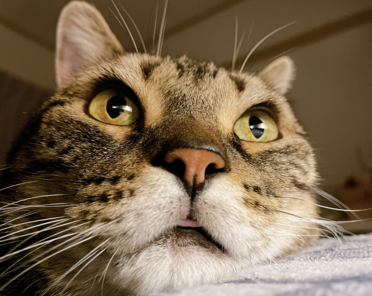 寝るよーと言うとベッドにピョンと上がって隣で寝る♡
はぁ〜しあわせだなぁ♡
一緒に寝られることもしあわせなんだけど言葉を共有出来ていることも嬉しいなぁ
私はコタのニャーンについて正解の反応ができているのかな？笑笑