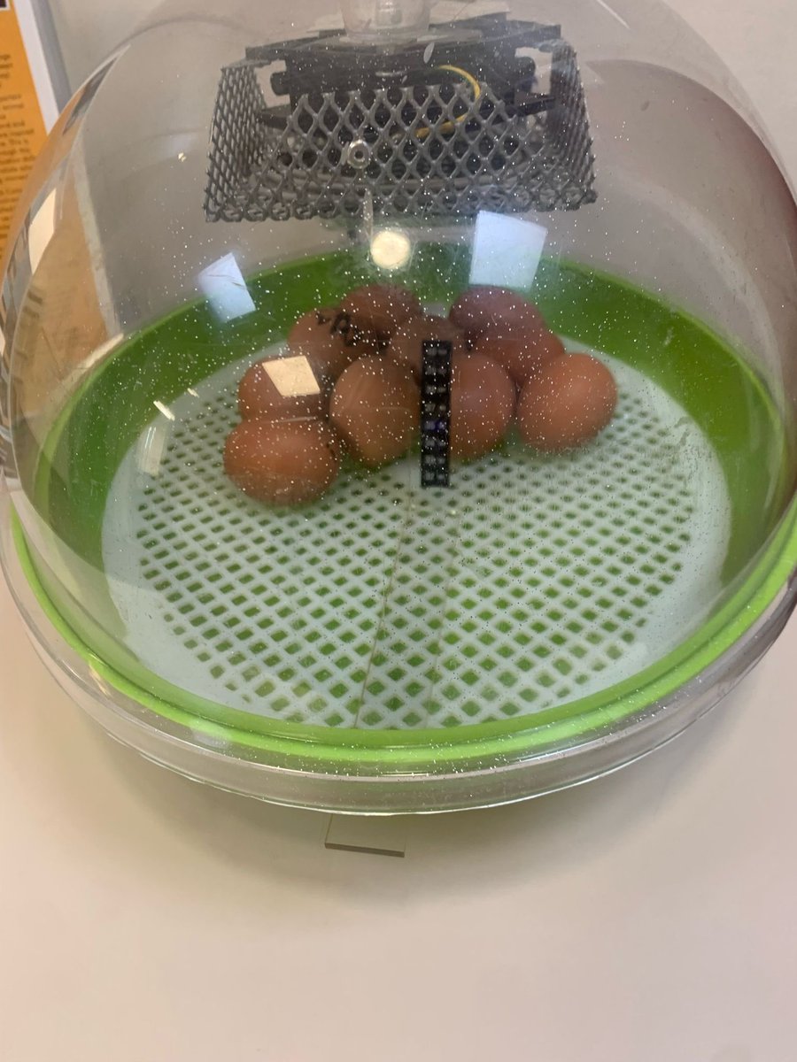 TornedaleInfant's tweet photo. Our special guests have arrived! Hopeful for ten fluffy chicks by Friday.
🐣😍😊
#happychicks 
#teamtornedale
#easter 
#spring https://t.co/eMa2PeOS7U