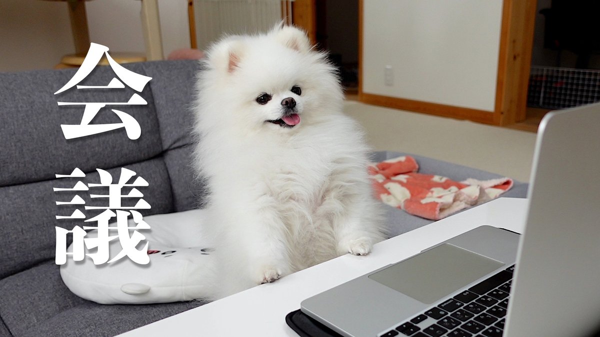 mayochannel1009's tweet photo. 飼い主の代わりにリモート会議に参加してくれたポメラニアン
https://t.co/QoClJYZpw8 https://t.co/I2nXUkLR5s