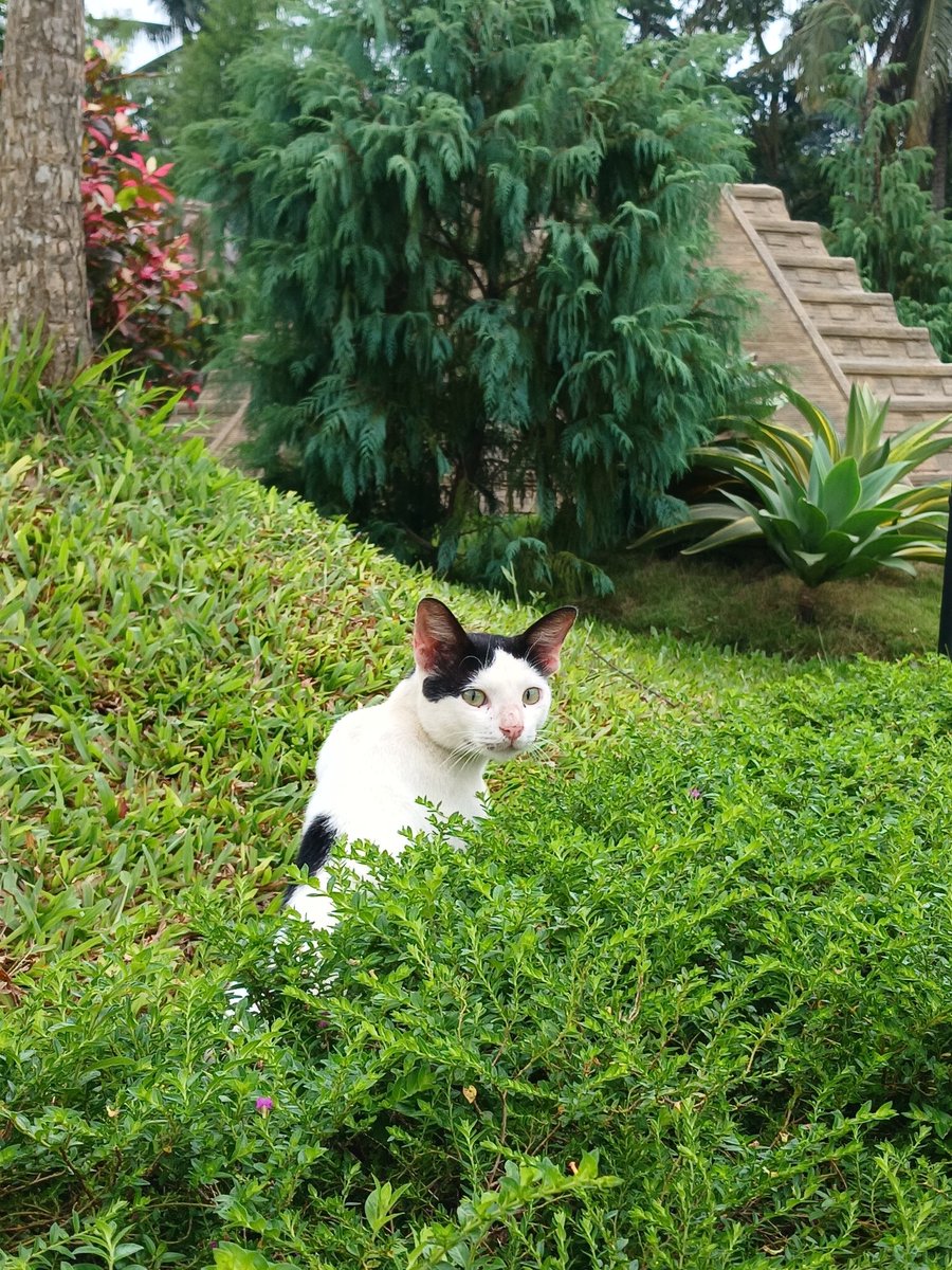 imadehari tweet picture