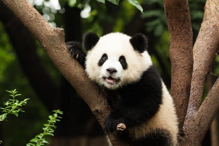 AllChinaReview's tweet photo. Beijing’s redeployment of pandas dials up the diplomatic goodwill several notches, signalling Beijing’s seriousness in improving links with Washington.

Article by Prof. Chee Meng Tan of @UniofNottingham

https://t.co/YudqgW94Cb
#Diplomacy #China #US https://t.co/BRwIUztNnI