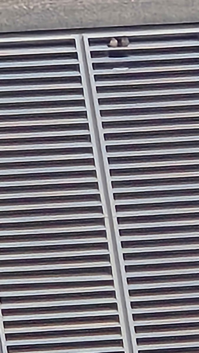 Kestrel Hawks, every year nest in this vent at Hunter College.