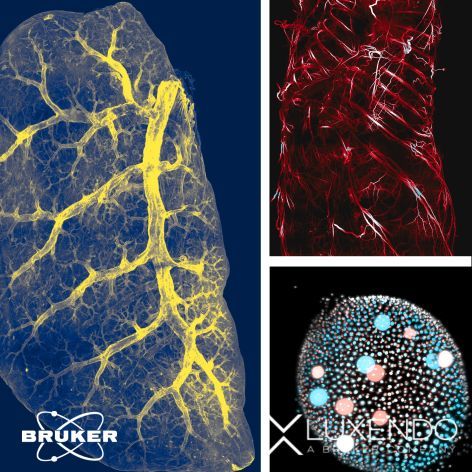luxendo's tweet photo. Lightsheet microscopy's applications span diverse fields, from developmental biology and neuroscience to bioengineering and beyond. Researchers and scientists worldwide are unlocking a treasure trove of knowledge as they study cellular interactions, .. [..]
1/n https://t.co/nsuEY1qIc7