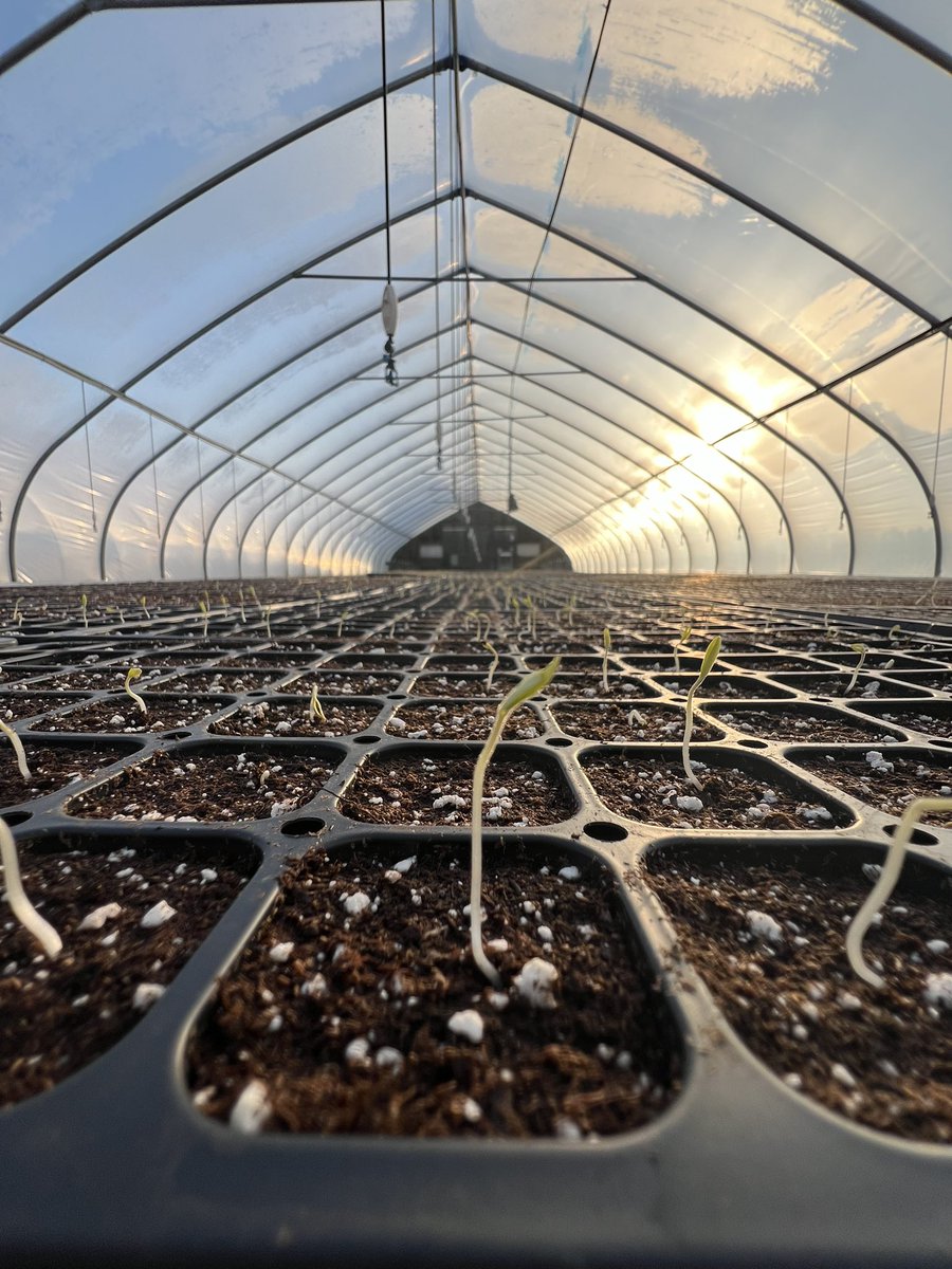 Greenhouse Day 1:

Tomatoes arrived yesterday! Some were already popped through the soil. Over today and tomorrow we will keep the temp warm in here (75• nighttime, 90• daytime) to encourage them to pop up.

Will be sharing the little ones journey every day (trying to).