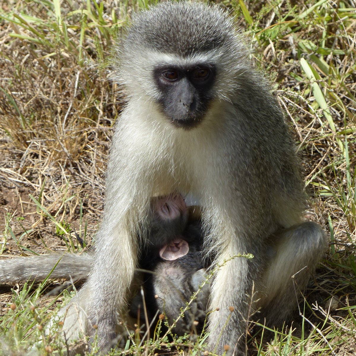 New paper out with @evo_NTU group members @drchrisyoung1 and @rich_mcfarland and colleagues in @FunEcology Mother–offspring conflict and body temperature regulation during gestation and lactation in a wild primate - open access so go have a read! besjournals.onlinelibrary.wiley.com/doi/10.1111/13…
