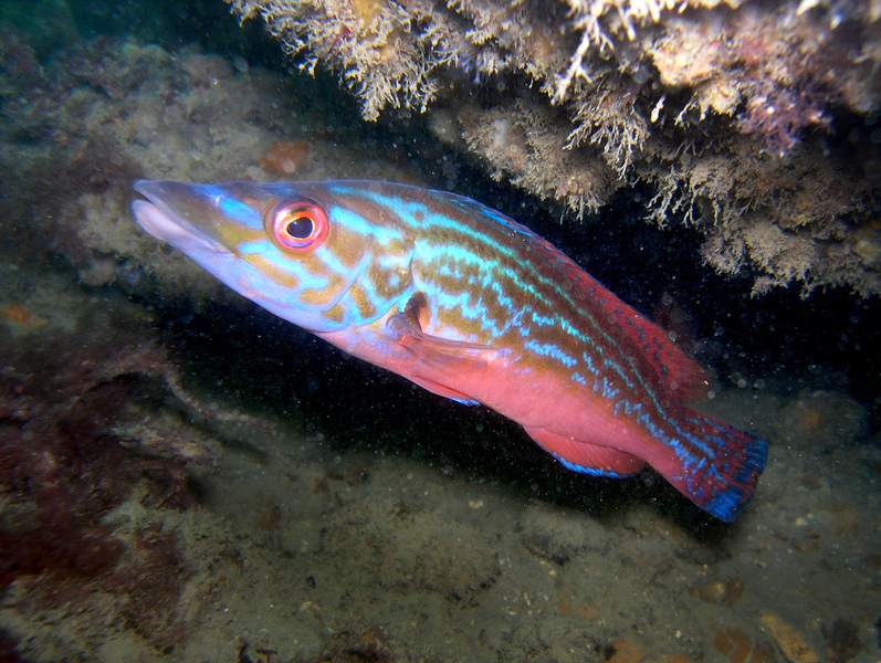 Sussex Wildlife Trust 🦔 (@sussexwildlife) on Twitter photo Today is World Sleep Day – a time to celebrate the power of a good night's rest. But did you know that even our underwater sea friends are masters of the snooze? Read this blog by <a href="/WildCoastSussex/">Wild Coast Sussex</a> volunteer Alicja Szalanska
📷 Rob Goldsmith
sussexwildlifetrust.org.uk/news/celebrate… Today is World Sleep Day – a time to celebrate the power of a good night's rest. But did you know that even our underwater sea friends are masters of the snooze? Read this blog by <a href="/WildCoastSussex/">Wild Coast Sussex</a> volunteer Alicja Szalanska
📷 Rob Goldsmith
sussexwildlifetrust.org.uk/news/celebrate…