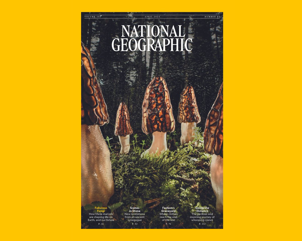 Toby Kiers (@kierstoby) on Twitter photo .<a href="/NatGeo/">National Geographic</a> publishes 1st cover story on fungi in its history! Edition features 4 articles on fungi & commitment by @insidenatgeo to fungal research.
It also includes a story on <a href="/florafaunafunga/">lol</a> Initiative led by @giulifungi of @FungiFoundation NYU @moth_rights & <a href="/MerlinSheldrake/">Merlin Sheldrake</a> .<a href="/NatGeo/">National Geographic</a> publishes 1st cover story on fungi in its history! Edition features 4 articles on fungi & commitment by @insidenatgeo to fungal research.
It also includes a story on <a href="/florafaunafunga/">lol</a> Initiative led by @giulifungi of @FungiFoundation NYU @moth_rights & <a href="/MerlinSheldrake/">Merlin Sheldrake</a>