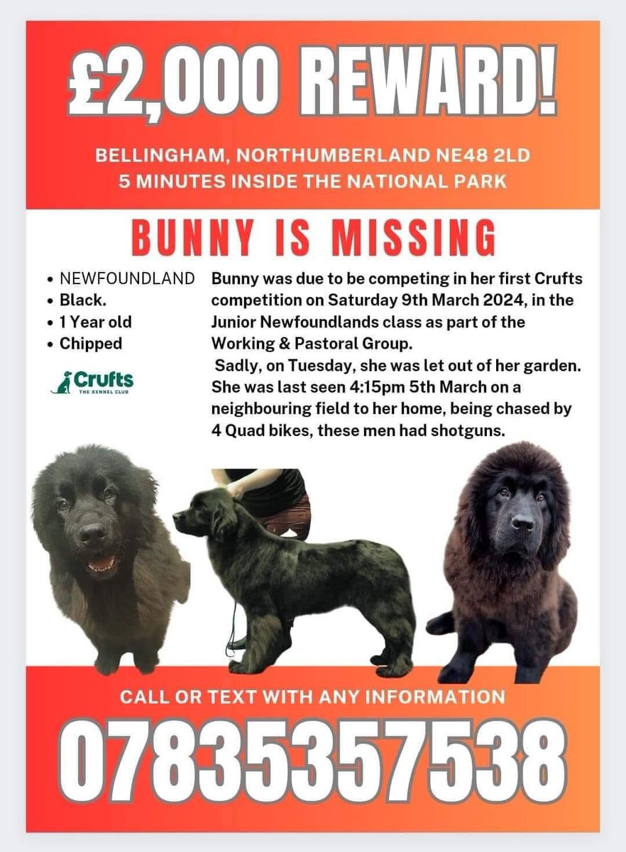 Pls RT Bunny missing from Bellingham, Northumberland since 5th March 2024, she was let out of her garden, see on a neighbouring field been chased by 4 quad bikes, these men had shotguns. @rickygervais @BBCNEandCumbria @DogLostUK @EmmaSearchForD1 @MissingPetsGB @SAMPAuk_