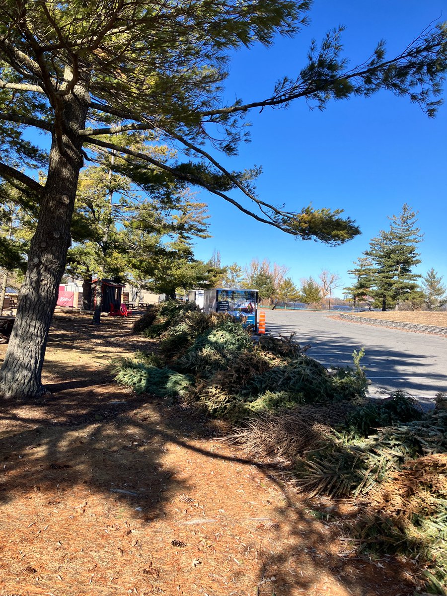 It is clean up time! Sure, it is the job of the <a href="/NCC_CCN/">National Capital Commission</a> to maintain public lands of our nation's capital; but it never hurts to acknowledge their assistance in managing Xmas trees.   They bring such winter cheer and colour to the Ktrail.  (Oh...and that beautiful fragrance!) Thx