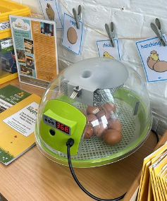 GosbertonAcad's tweet photo. We have some special visitors in Greece Class over the next few days... #WhatsInTheEgg #Eggciting #Eggcellent #CrackingTime https://t.co/p1FTXdSBSu