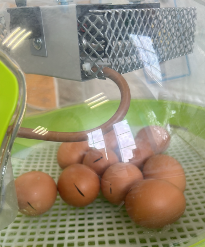 GosbertonAcad's tweet photo. We have some special visitors in Greece Class over the next few days... #WhatsInTheEgg #Eggciting #Eggcellent #CrackingTime https://t.co/p1FTXdSBSu