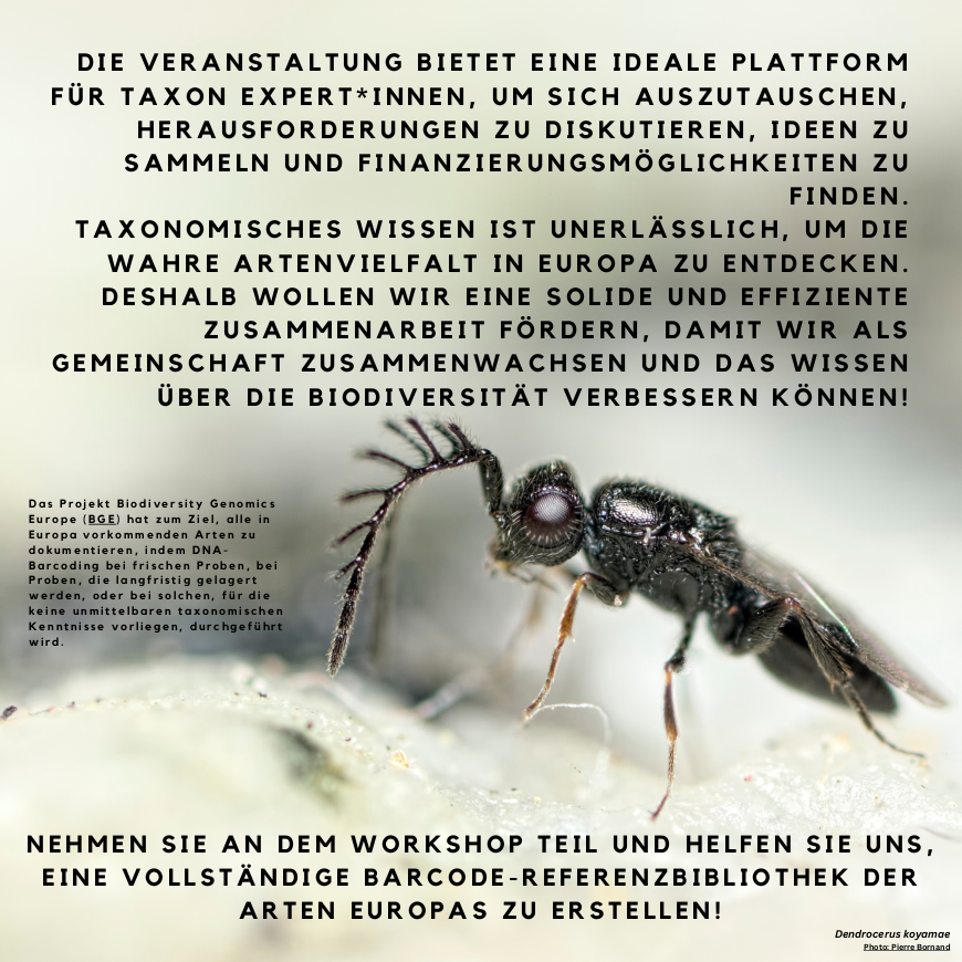 🐝🐢🦥🐺🪱🦋🐬🐆 We invite you: "Workshop for networking taxon experts":  September 20 + 21, 2024 at LIB - Museum Koenig Bonn. Register now: surveymonkey.com/r/YF58GHV (Places are limited, language: German) 
@FoerTax <a href="/BioGenEurope/">Biodiversity Genomics Europe (BGE)</a> @GBOLIIIDarkTaxa
#taxonomy #collections #networking