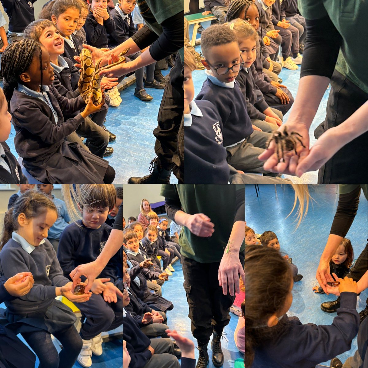 OurLadyMuswell's tweet photo. Reception children were very excited to meet some minibeasts today.  They also got to meet a lovely snake!  Thank you for all the interesting facts @wisciborg https://t.co/1UmrVfuqWF