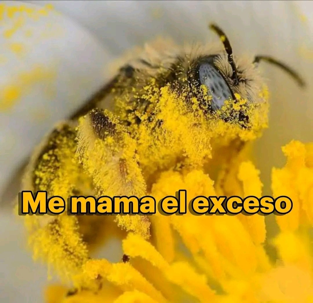 mullermx's tweet photo. Los #polinizadores hacen mucho por nosotros. ¿Tú qué haces por ellos? ¿Ya plantaste al menos una planta regional este año? https://t.co/2hiN4pzLPu