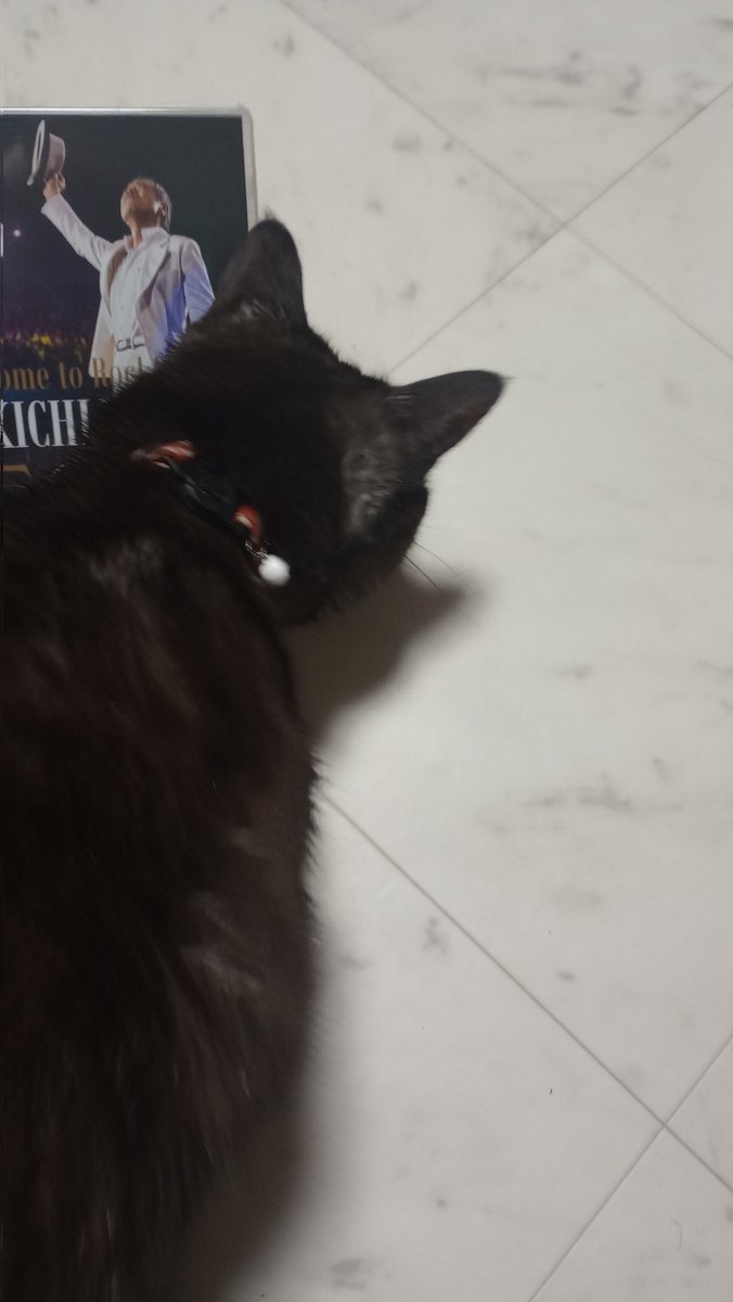 yazawa_syunan's tweet photo. #黒猫 #猫のいる暮らし #矢沢永吉 #永ちゃん #ONE_FIFTY 届いた🤭 クルマでも見たいのでDVD派 💿 コーラスmoniqueの元気イッパイの振りがイイ💃 https://t.co/AGI5bONawS