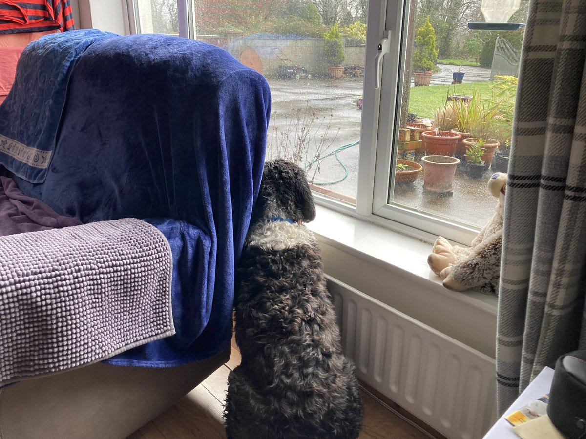 SarahKeane83's tweet photo. When you really want to spend your day like this …

But Dad had to go to work so you spend it like this instead 😒

#ShadowDog #DogsofTwitter #2ndHandDog https://t.co/YJy3P6MLRp
