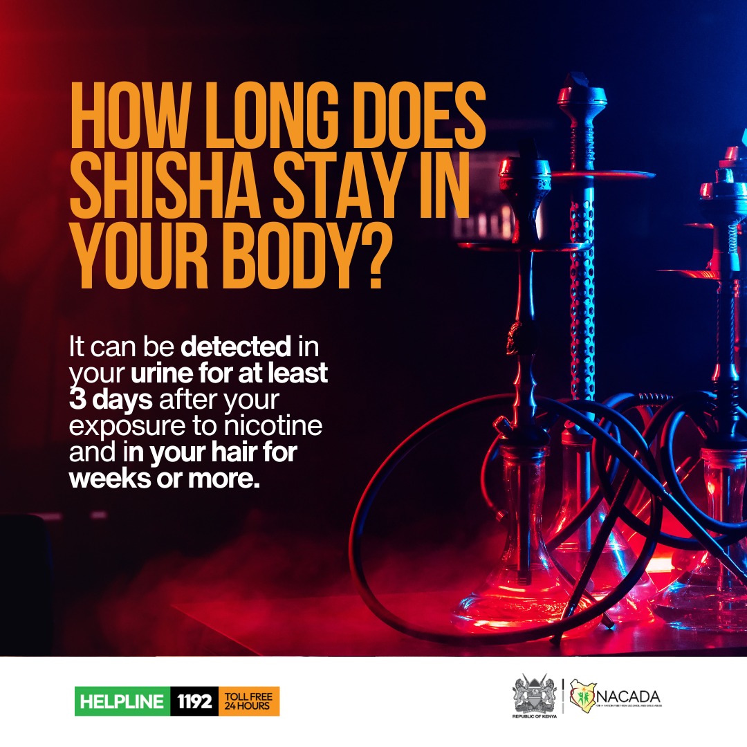 how long is tobacco detectable in your system How long does shisha stay in your body? It can be detected in your urine  for at least 3 days after your exposure to nicotine and in your hair for  weeks or