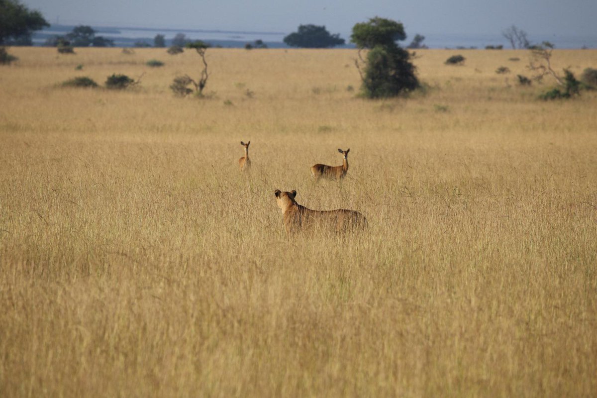 It is about to get bloody here #lioness 
Murchison falls national Park, Uganda 
<a href="/followers/">はうはう</a> <a href="/highlights/">Highlights</a>