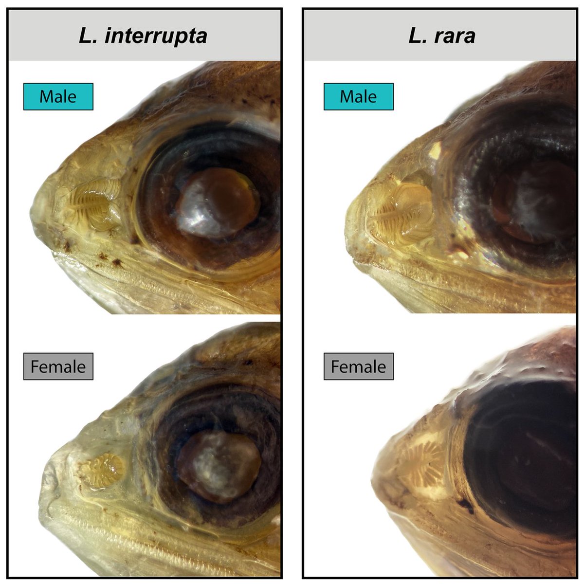 I'm excited to announce my new paper (@PeerJLife) describing the first evidence of sexual dimorphism in olfactory organs of #lanternfishes! Our findings add to the growing body of evidence for this trait in #deepsea fishes. peerj.com/articles/17075