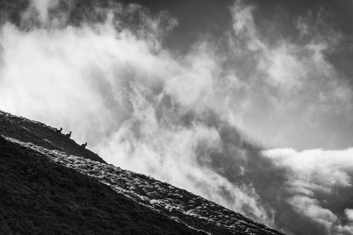 Deer deer deer (look close) #Mardale #LakeDistrict