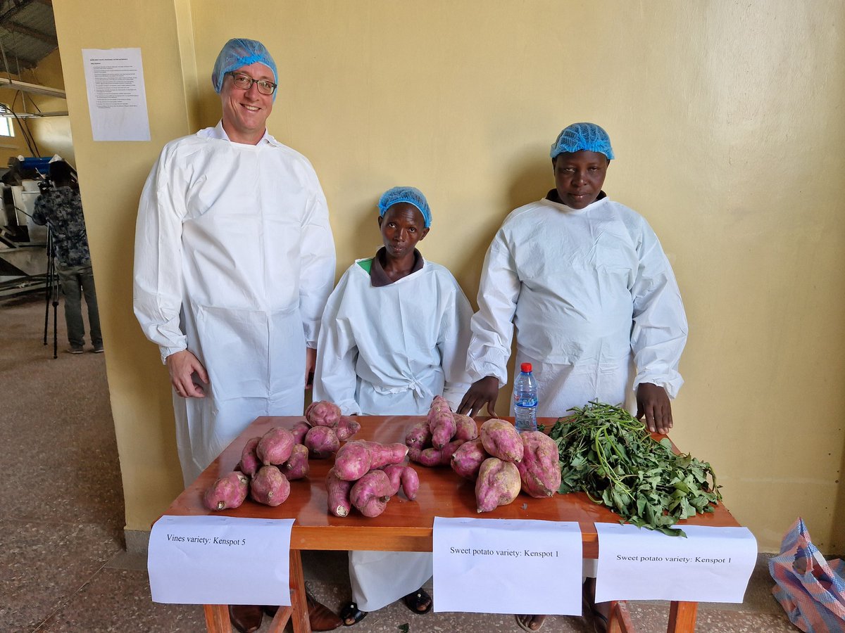 Diplo_Jazz's tweet photo. #TeamEurope visiting #Migori County sweet potato/ 🥔 viazi tamu/ rabuon 🥔 processing factory. Looks funny, but tastes good. #EU 🇪🇺 supported investment with 1 Mio Euro seed money. 🇩🇪 Amb happy that crisps machine is coming from Düsseldorf ✌️ https://t.co/2x8RRAfA1v