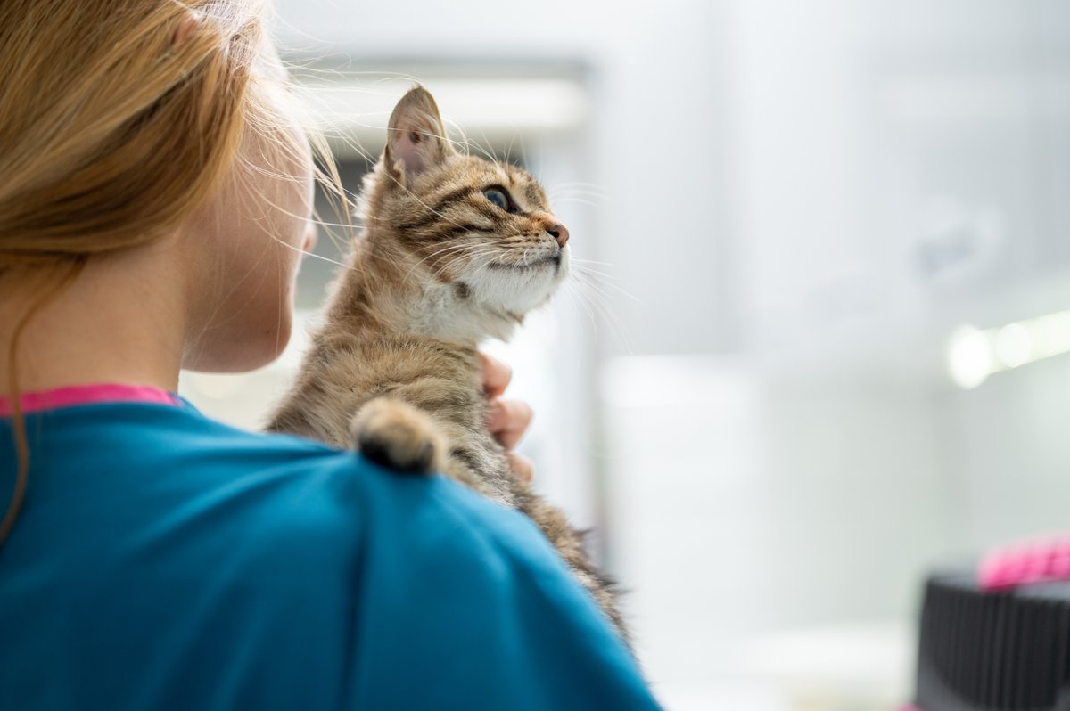 The competition watchdog has moved another step closer towards intervening directly in the UK’s veterinary services market after identifying an array of concerns relating to the companion animal sector. Read the full story at: ow.ly/A4RR50QR7lK