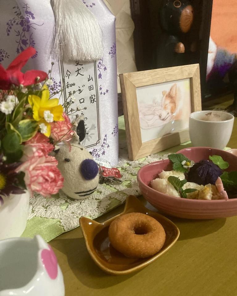 hirof0901's tweet photo. 今日はジロさんの16歳のお誕生日🎊🎉🎈

今年はお空でお祝いだね🌈✨🌈✨
それとも今日はお家に戻ってきてるかな？🏠
優しい笑顔はずーっと忘れないよ🥰❣️

#シェルティ
#シェットランドシープドッグ
#sheltie #shetlandsheepdog
#happybirthday🐶
#お空組一年生🌈
#ジロさん大好き❤ https://t.co/lJRMetuqO6