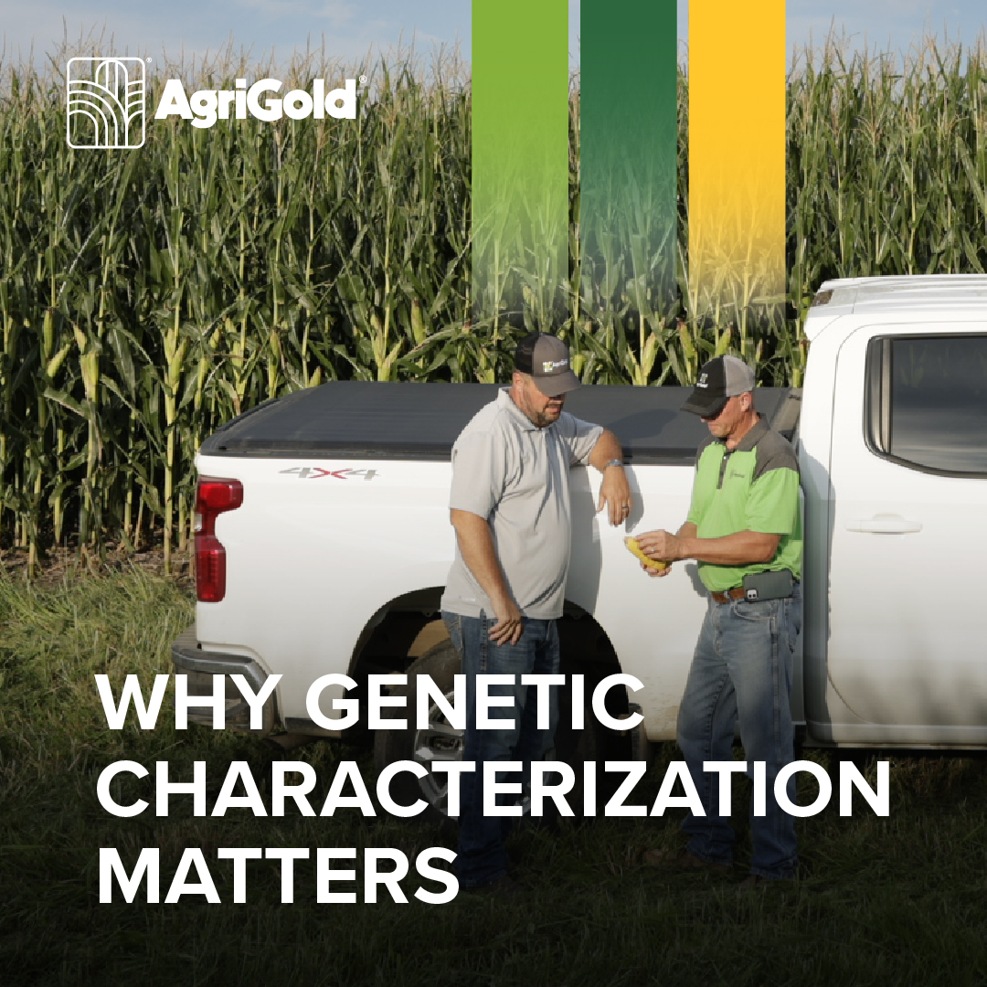 Genetic diversity also helps farmers spread their risk within the field. Putting all eggs into one (genetic) basket could mean a higher chance of yield loss. 

<a href="/kgale76/">Kevin Gale</a> explains why our genetic research is so significant:  agrigold.com/agronomy/produ…
