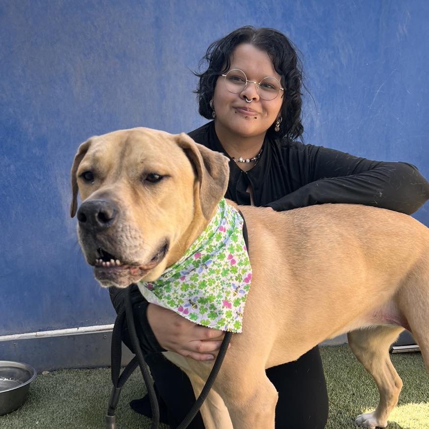 May waited for TWO YEARS at the @ADLofTX before finding her forever family, like all dogs deserve. ❤️🐾 Maxx at Lucy's Doggy Day Care pampered her with a Spaw Day to help her put her best paw forward! MORE: kens5.com/article/life/p…